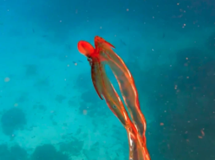 Rare Blanket Octopus Spotted In 'onceinalifetime' Encounter