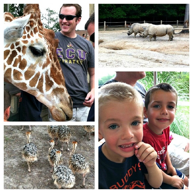 Zoo Collage