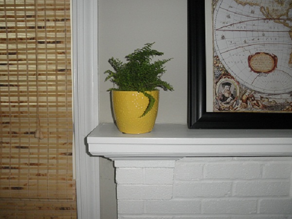 fern