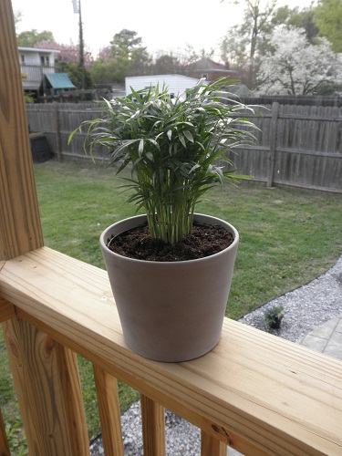 plant