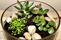Terrarium