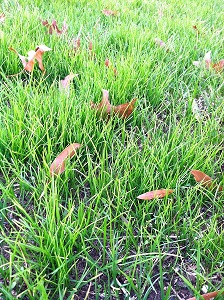 grass