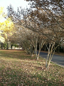 trees