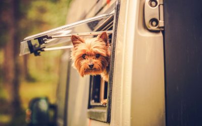 RV with Dogs