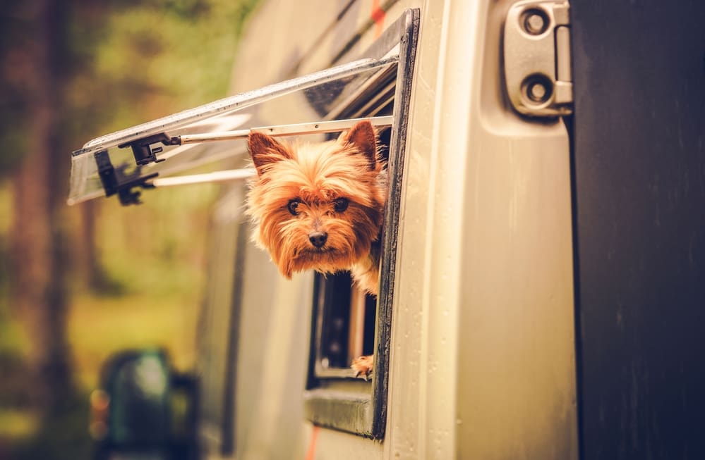 How to RV with Dogs 10 Things You Need to Know
