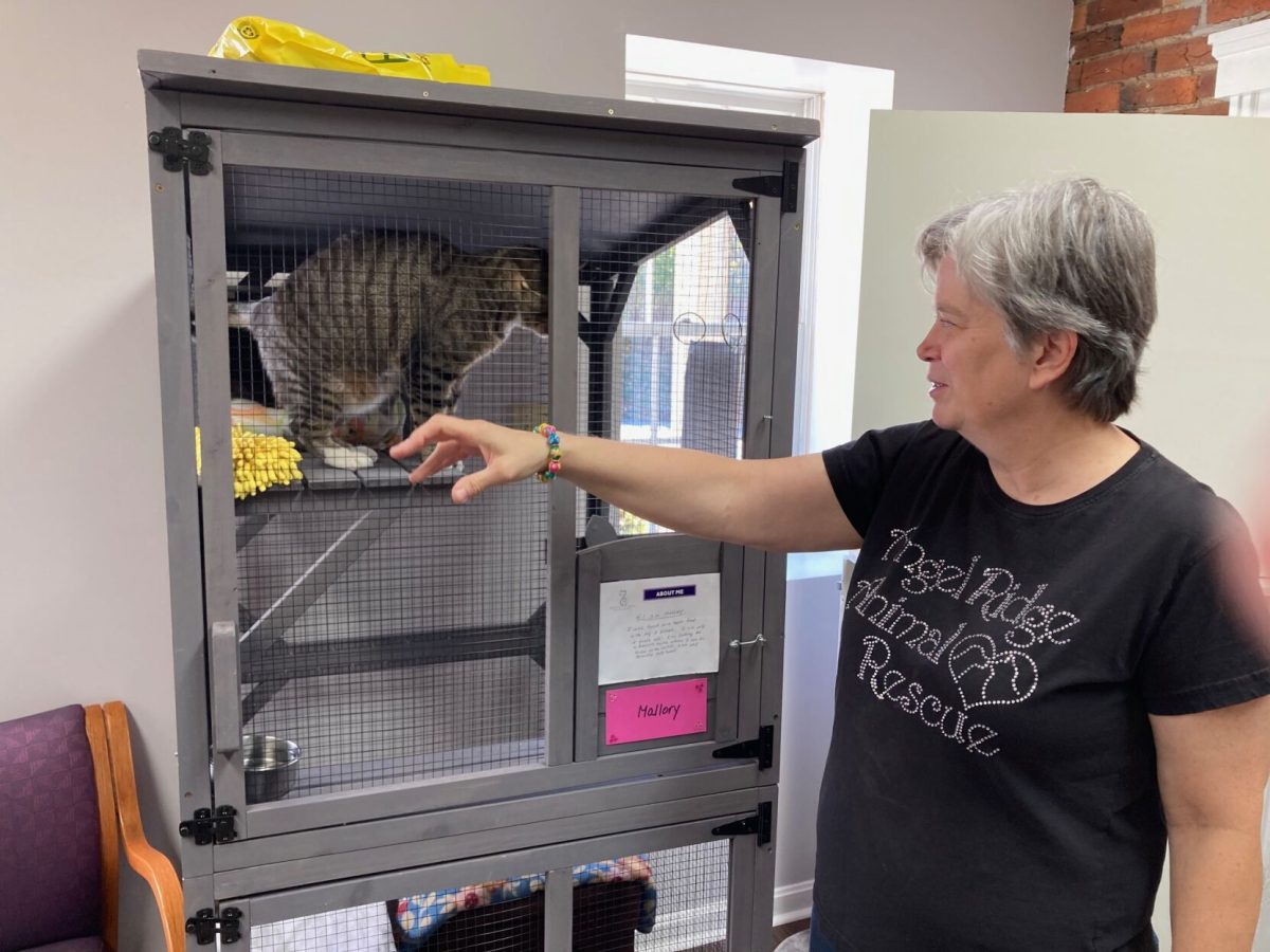 Angel Ridge opens new cat haven in South Park - Vimarsana News