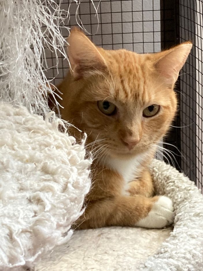New cat haven opens in South Park - Vimarsana News