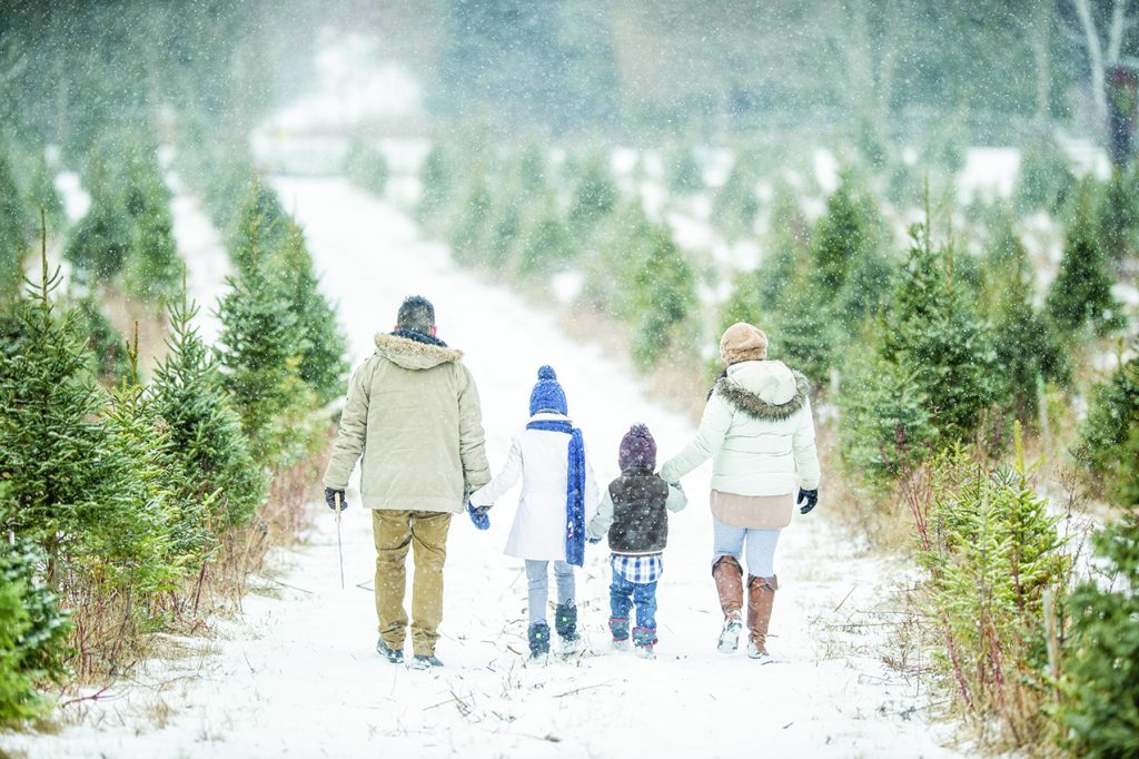 Tips to pick the perfect Christmas tree - Herald-Standard - Vimarsana News