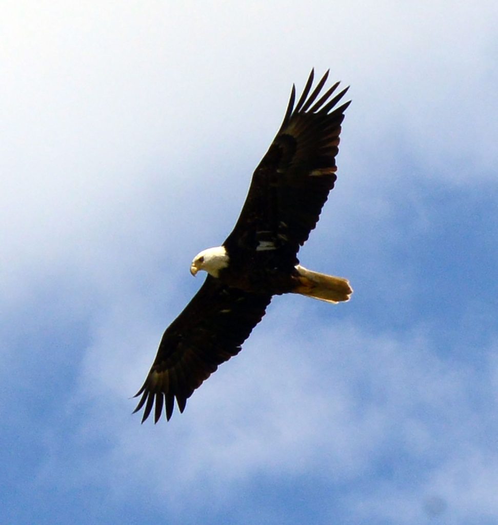 No prison time for man who fatally shot bald eagle in Mt. Pleasant - Vimarsana News