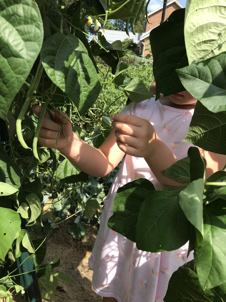 Get gardening: Local experts offer tips for success - Vimarsana News