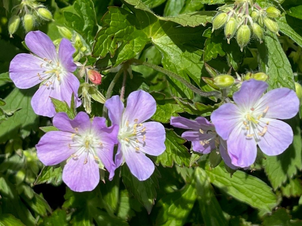 Planting for spring pollinators - Herald-Standard - Vimarsana News