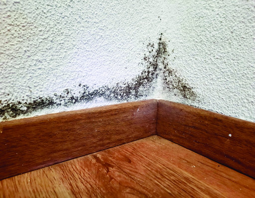 Treat mold early to protect health, home