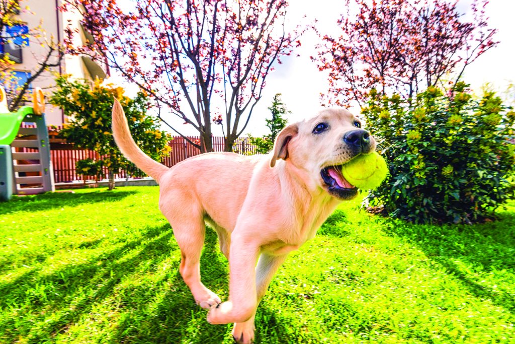 Beware of threats to pet health in your own yard