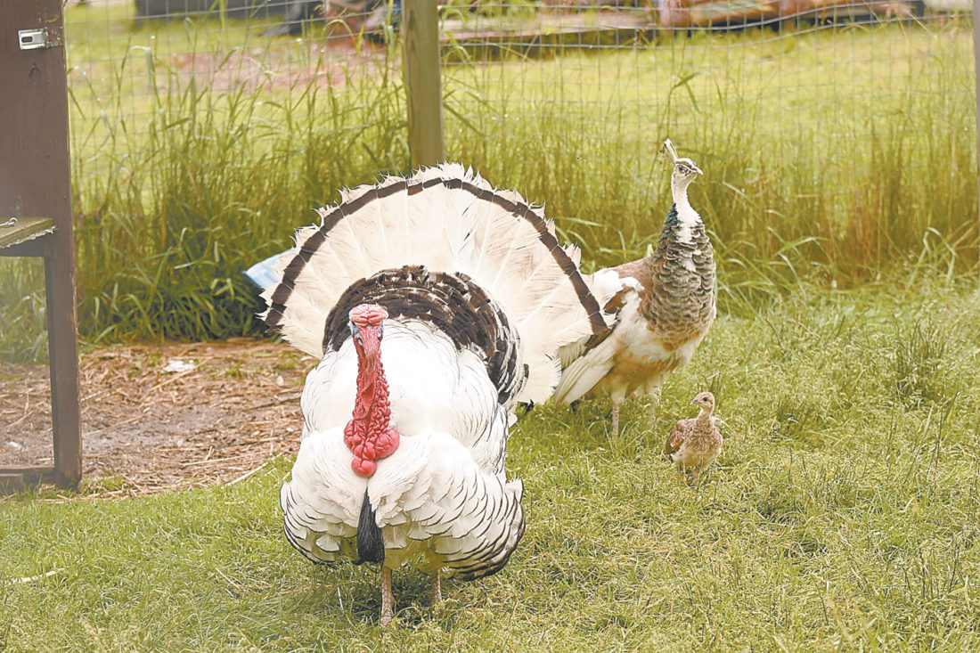 Turkey is proud as a peacock News, Sports, Jobs