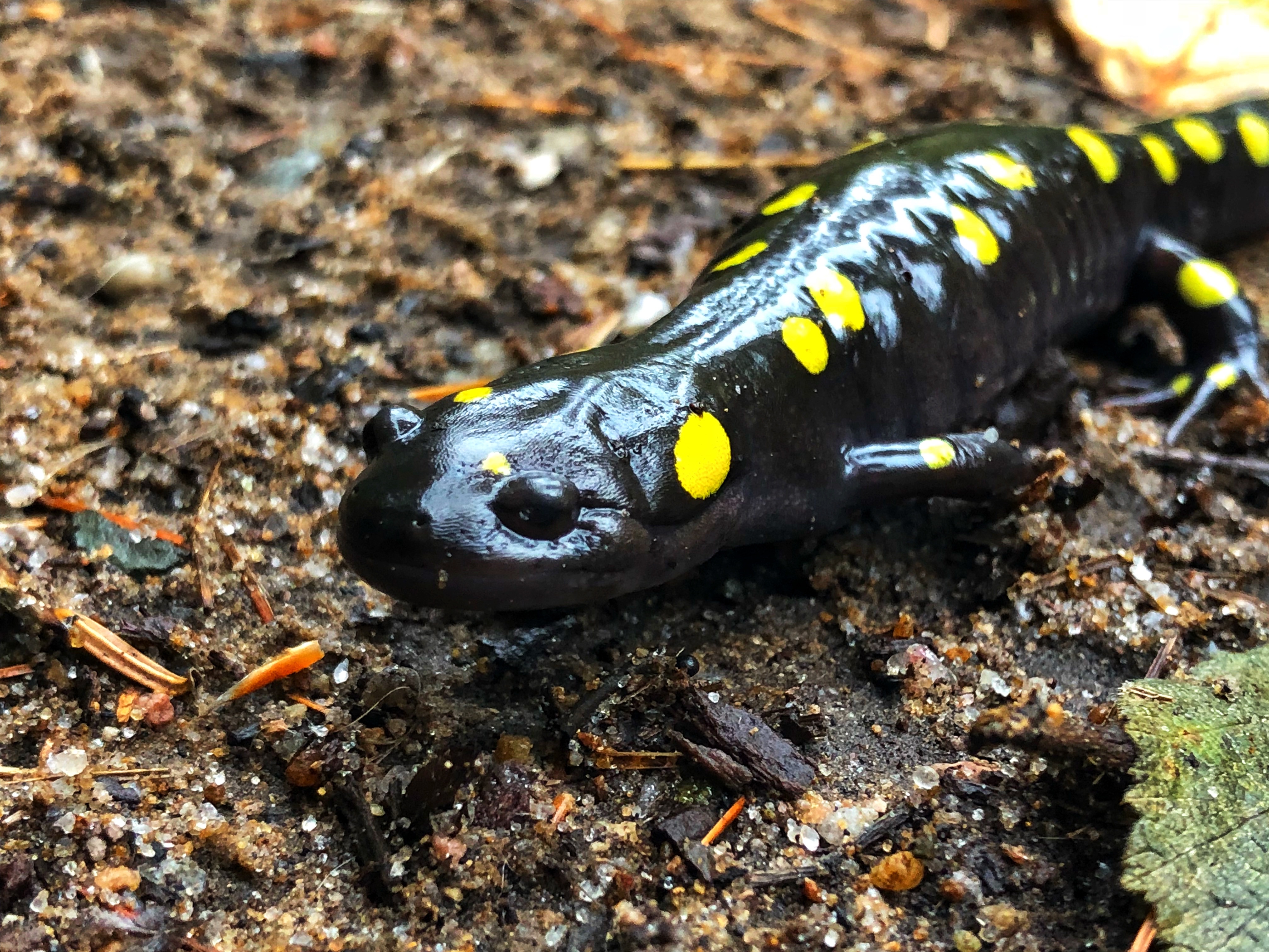 Naturalist leading event to protect yellow spotted salamander migration