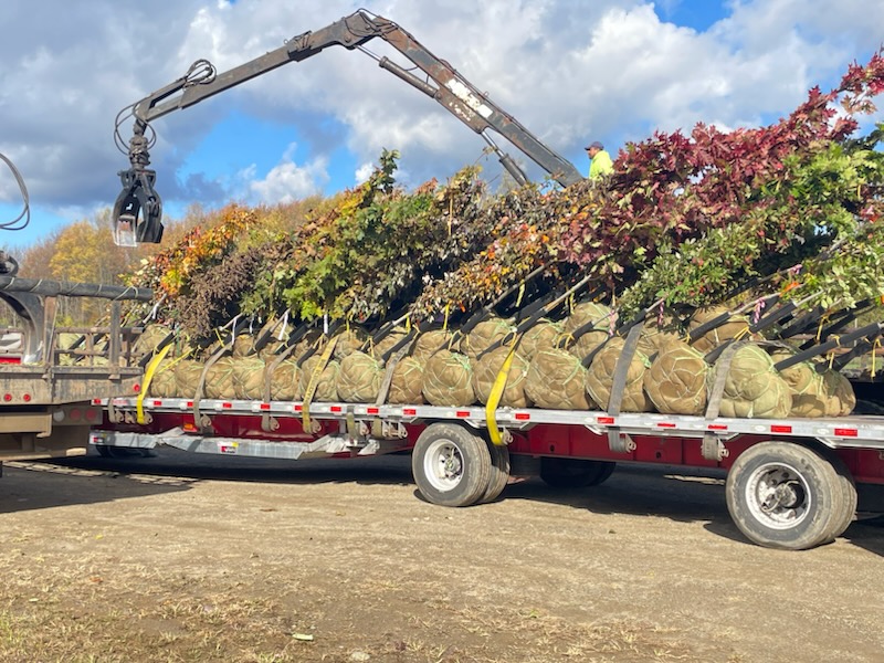 1,650 trees distributed for NY’s 25 Million Trees initiative