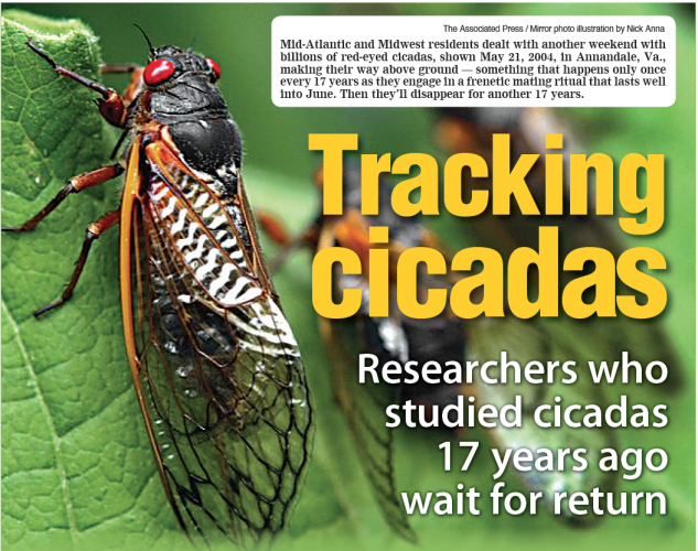 Tracking cicadas — Researchers who studied cicadas 17 years ago wait for return | News, Sports, Jobs - Vimarsana News