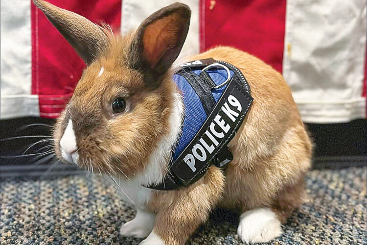 Fur real: Bunny hops onto police force | News, Sports, Jobs - Vimarsana News