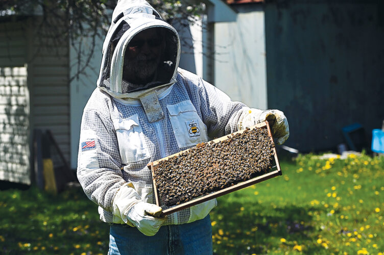 Buzz off: Bee swarm season gets early start | News, Sports, Jobs - Vimarsana News