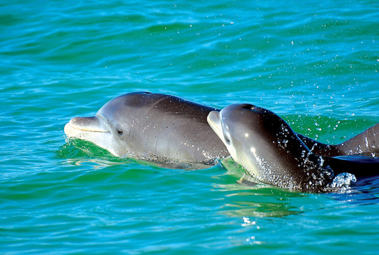 Pitch perfect: Research recordings reveal dolphin moms use baby talk to call to their young | News, Sports, Jobs - Vimarsana News