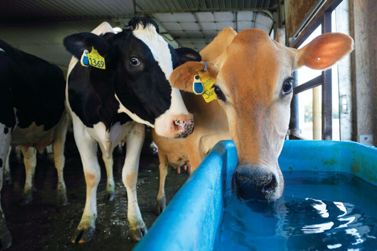 Keeping their cool: Weather forecasts for cows, pig cooling pads offer high-tech ways to make meat in a warming world | News, Sports, Jobs - Vimarsana News