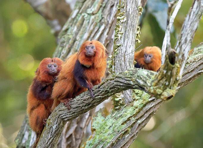 Brazil's golden monkeys rebounding | News, Sports, Jobs - Vimarsana News