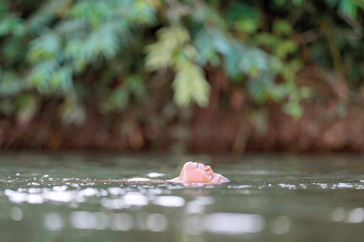 Amazon city grants river personhood | News, Sports, Jobs - Vimarsana News