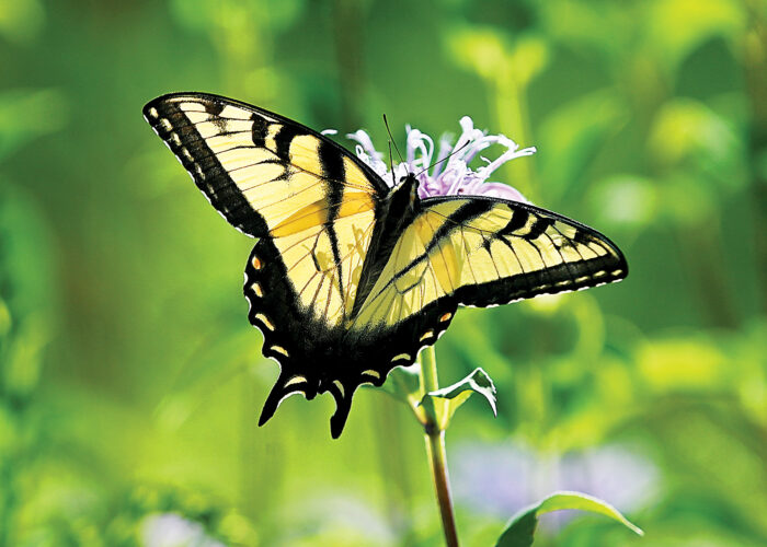 Tiger pause | News, Sports, Jobs - Altoona Mirror - Vimarsana News