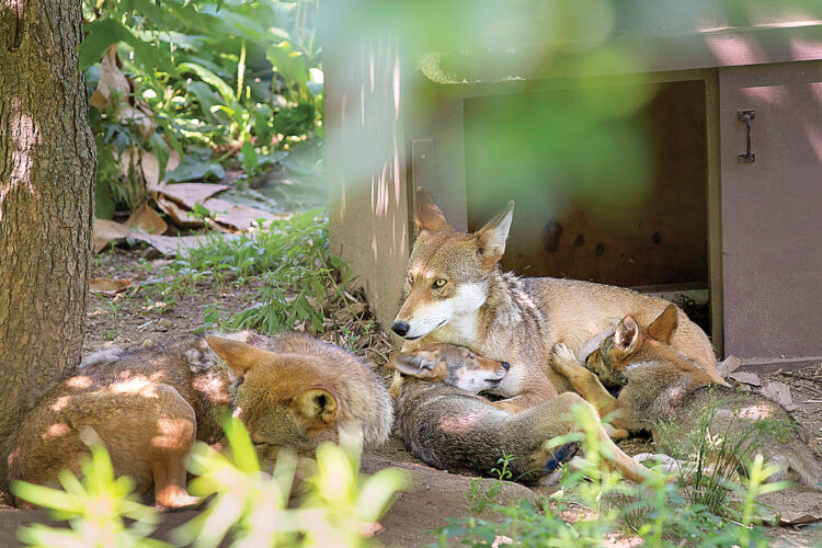 Red wolves once again facing dangers | News, Sports, Jobs - Vimarsana News