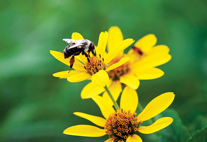 Keeping busy | News, Sports, Jobs - Altoona Mirror - Vimarsana News