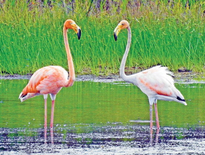 Off course | News, Sports, Jobs - Altoona Mirror - Vimarsana News