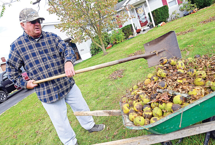 Aw, nuts! | News, Sports, Jobs - Altoona Mirror - Vimarsana News