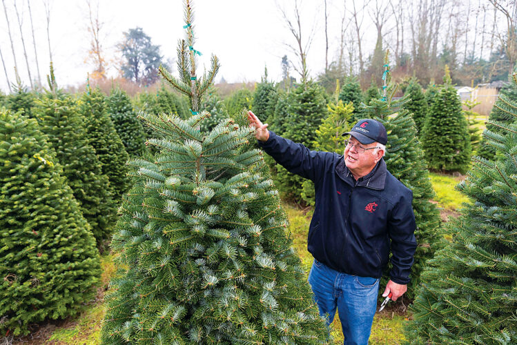 Climate hinders finding the perfect Christmas tree | News, Sports, Jobs - Vimarsana News