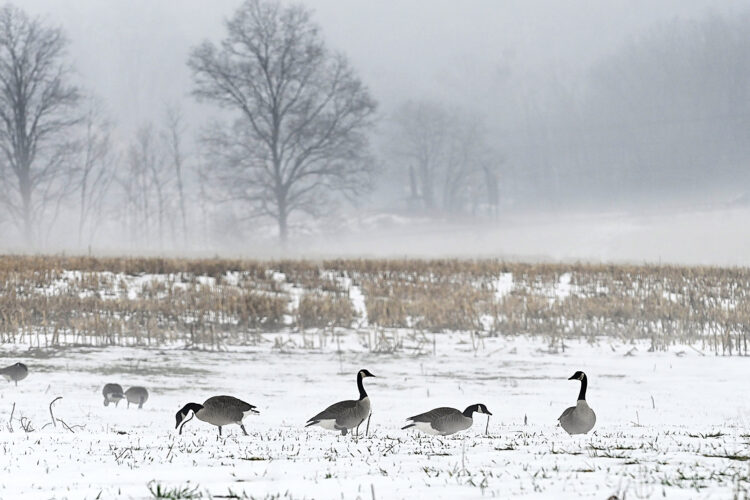 Out of the mist | News, Sports, Jobs - Altoona Mirror - Vimarsana News
