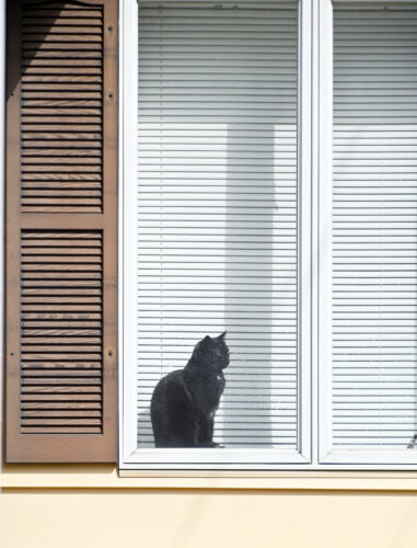 Purrfect view | News, Sports, Jobs - Altoona Mirror - Vimarsana News
