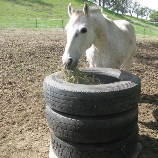 How To Make An Almost Cost Free Livestock Feeder Capper S Farmer