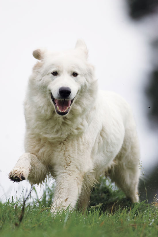 Farm Guardians The Maremma Sheepdog Capper's Farmer Practical Advice for the Homemade Life