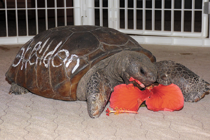 Help Protect Gopher Tortoises An Endangered Species News Sports Jobs Sanibel Captiva Island Reporter Islander And Current