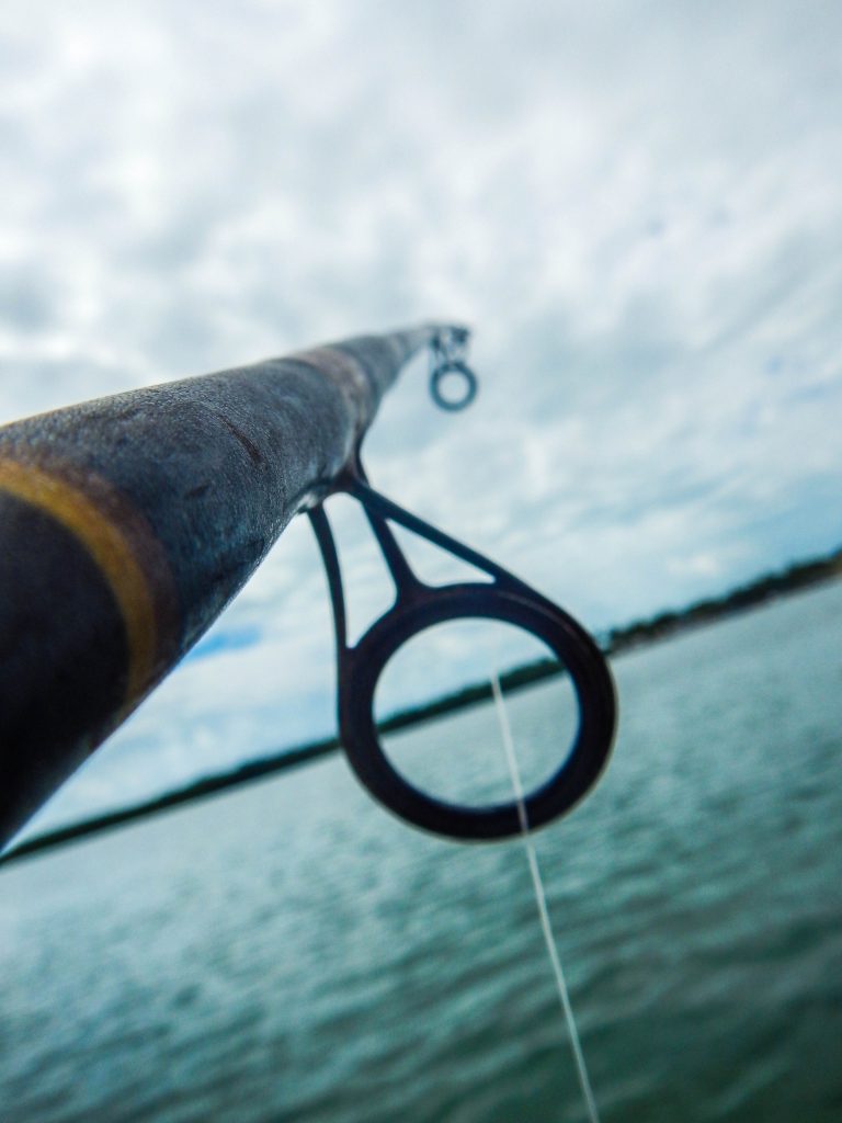 Recreational harvest of gray triggerfish closes | News, Sports, Jobs - SANIBEL-CAPTIVA - Island Reporter, Islander and Current - Vimarsana News