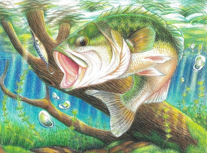 FWC to host Florida State-Fish Art Contest | News, Sports, Jobs - SANIBEL-CAPTIVA - Island Reporter, Islander and Current - Vimarsana News
