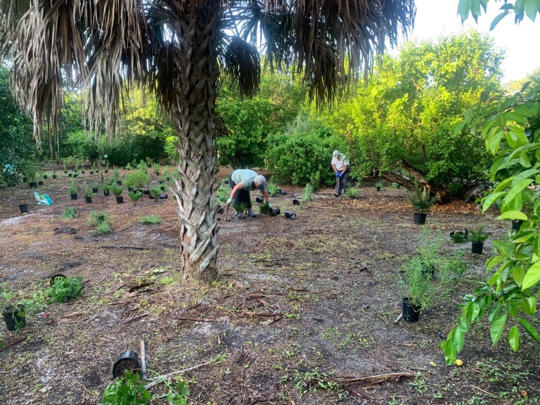 Audubon receives grant funds to enhance park | News, Sports, Jobs - SANIBEL-CAPTIVA - Island Reporter, Islander and Current - Vimarsana News