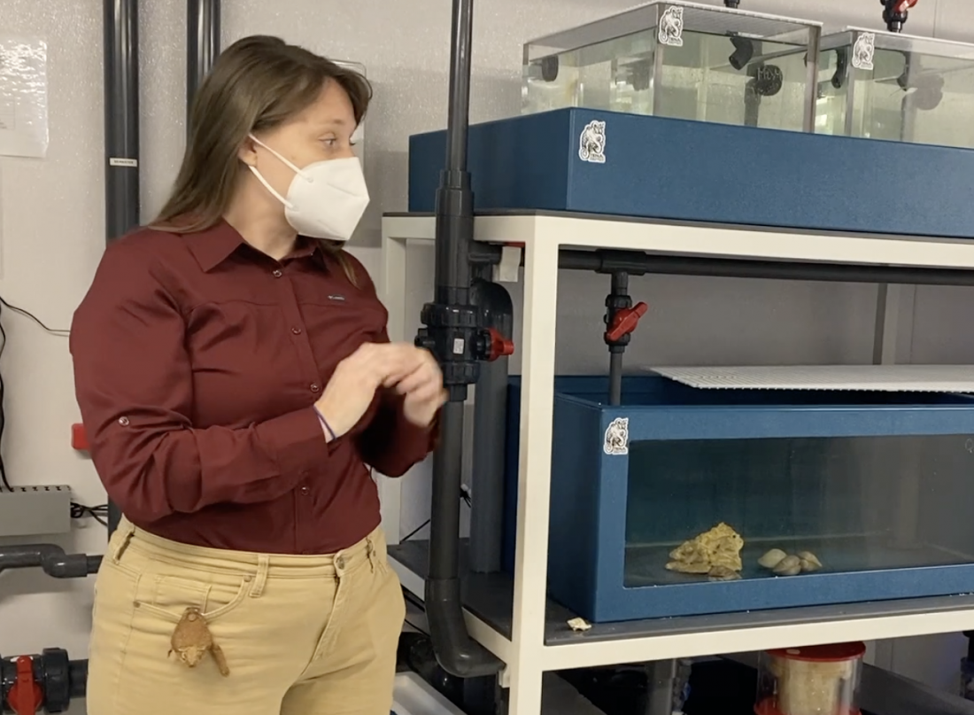 Show to offer 'Behind The Tanks' and '101 Ways To Display Shells' | News, Sports, Jobs - SANIBEL-CAPTIVA - Vimarsana News