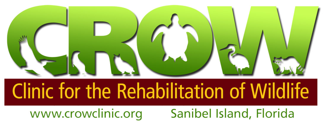 CROW, Tipsy Turtle team up for wildlife | News, Sports, Jobs - SANIBEL-CAPTIVA - Island Reporter, Islander and Current - Vimarsana News
