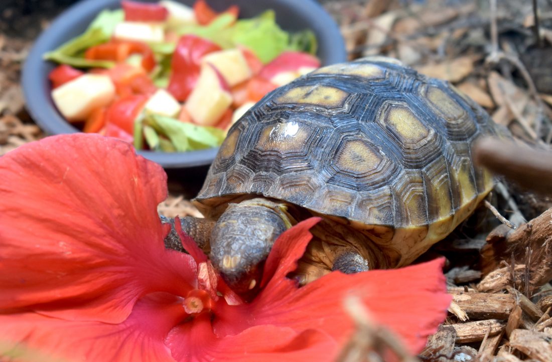 CROW, Tipsy Turtle team up for wildlife | News, Sports, Jobs - SANIBEL-CAPTIVA - Island Reporter, Islander and Current - Vimarsana News