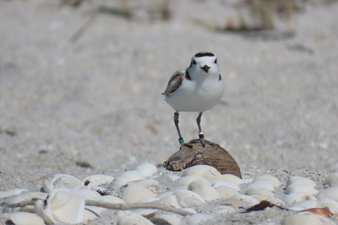 Shorebird team monitors nests over holiday weekend | News, Sports, Jobs - SANIBEL-CAPTIVA - Island Reporter, Islander and Current - Vimarsana News