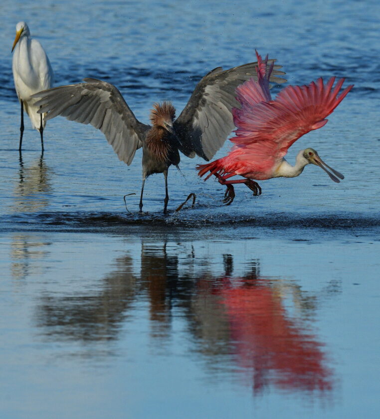 DDWS announces annual photo contest winners | News, Sports, Jobs - SANIBEL-CAPTIVA - Island Reporter, Islander and Current - Vimarsana News