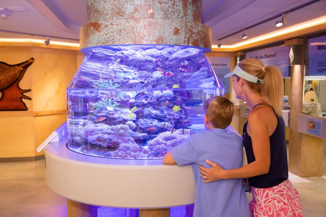 Shell museum expands access to facility though initiatives | News, Sports, Jobs - SANIBEL-CAPTIVA - Vimarsana News