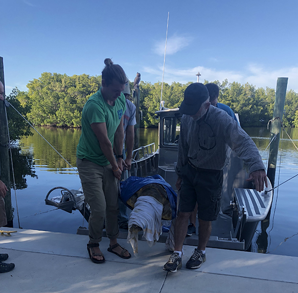 SCCF: Vessel strikes among top causes of sea turtle mortalities | News, Sports, Jobs - SANIBEL-CAPTIVA - Vimarsana News