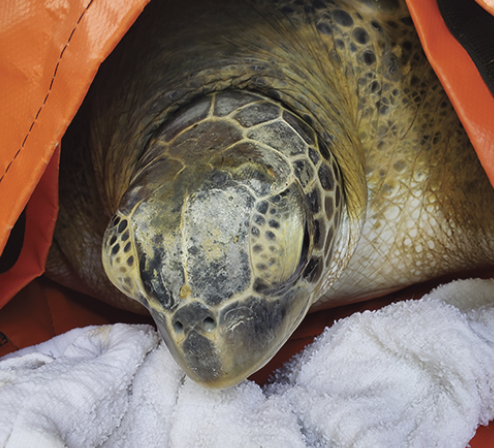 SCCF responds to multiple sea turtle strandings | News, Sports, Jobs - SANIBEL-CAPTIVA - Island Reporter, Islander and Current - Vimarsana News