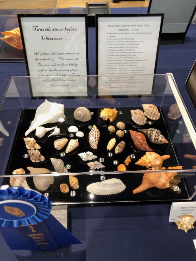 Annual Sanibel Shell Festival to showcase all things shells | News, Sports, Jobs - SANIBEL-CAPTIVA - Vimarsana News